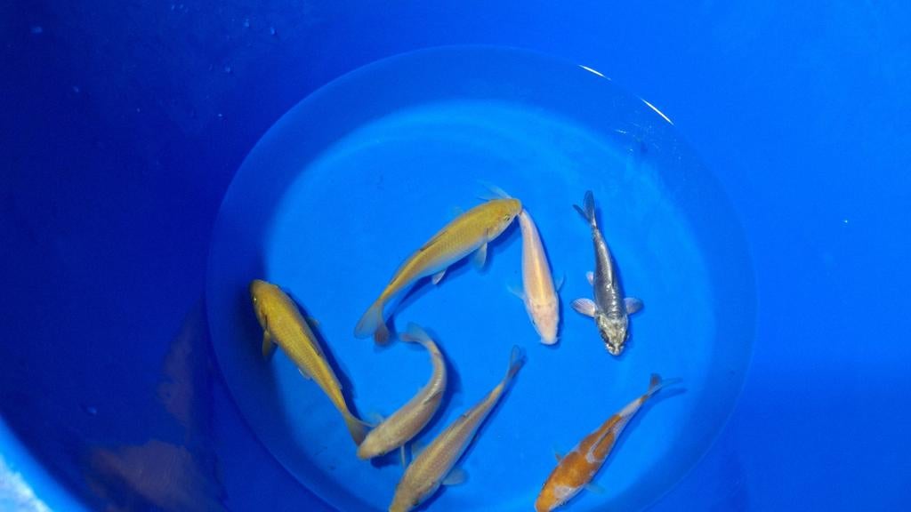 Chagoi, karashi en ochiba van de kweker Otsuka, Dieren en Toebehoren, Vissen | Vijvervissen, Karper of Koi