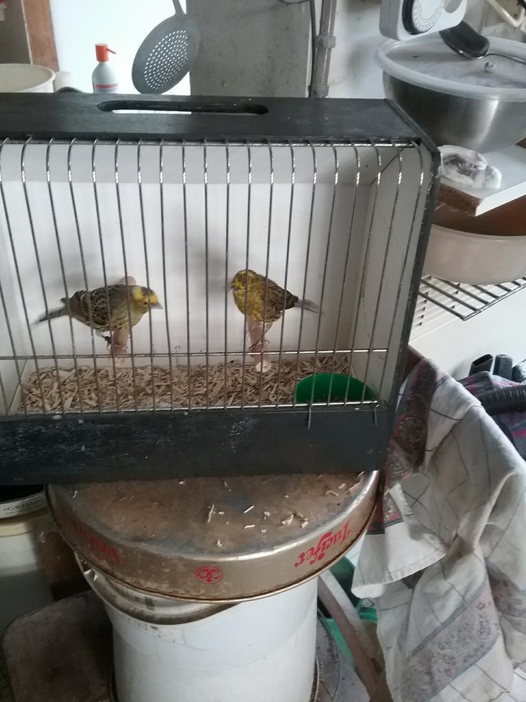 Kanarie lizard, Dieren en Toebehoren, Vogels | Hokken en Kooien, Ophalen