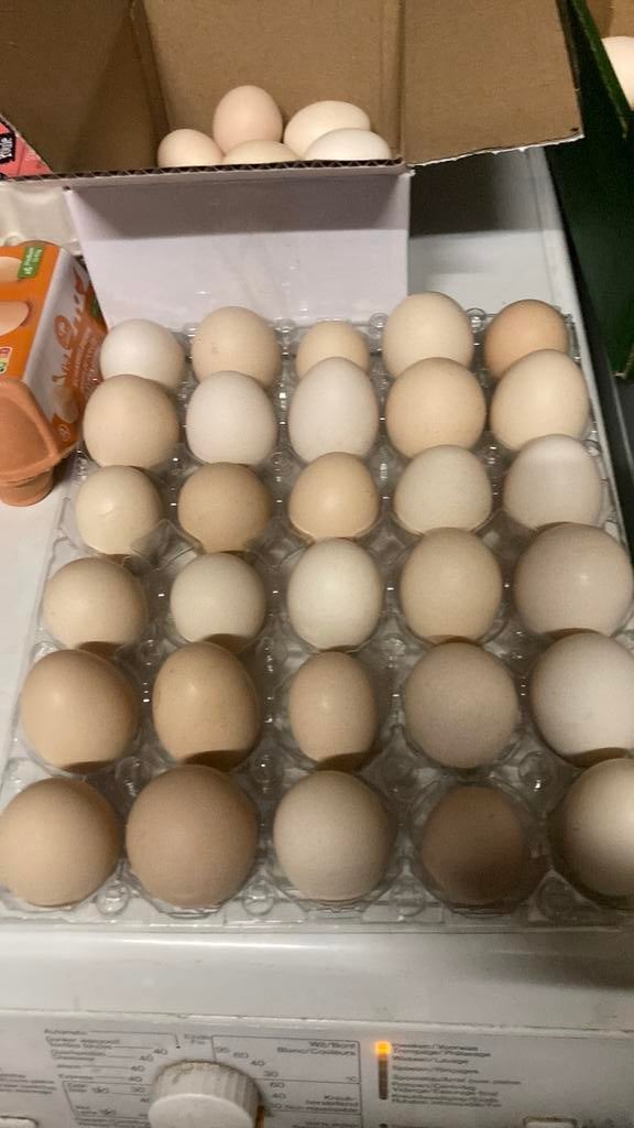 Verse scharel eieren, Dieren en Toebehoren, Kip