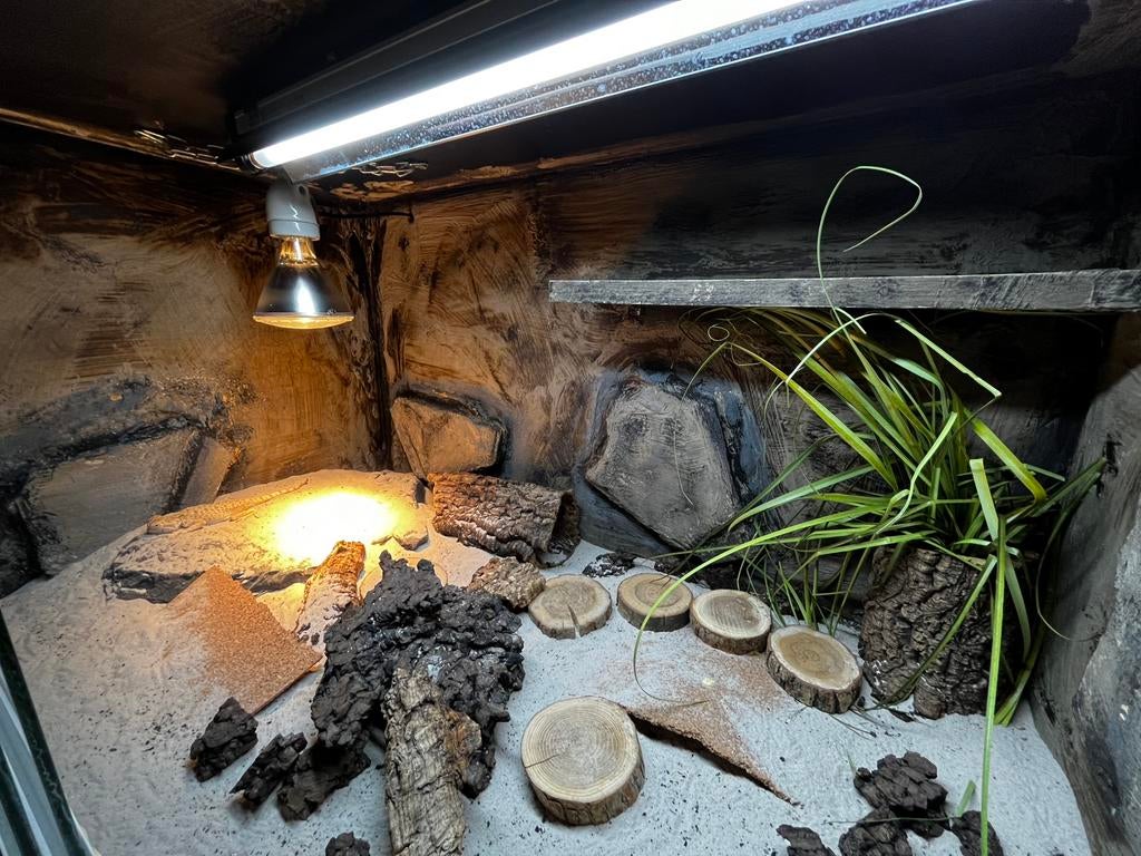 Terrarium décoré 80x50x50, Animaux & Accessoires, Reptiles & Amphibiens | Accessoires, Comme neuf, Terrarium ou Paludarium, Enlèvement