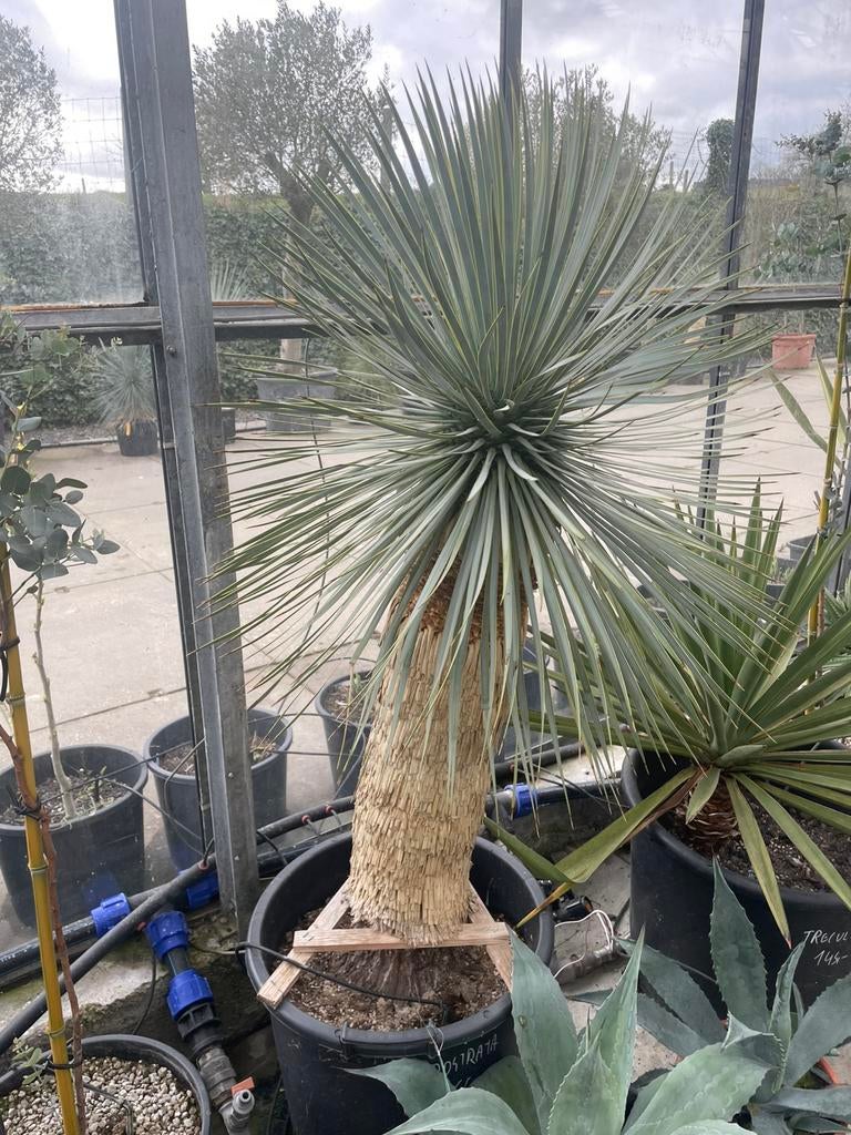 Yucca Rostrata, Tuin en Terras, Planten | Bomen, Palmboom, 100 tot 250 cm, Volle zon, Lente, In pot, Ophalen