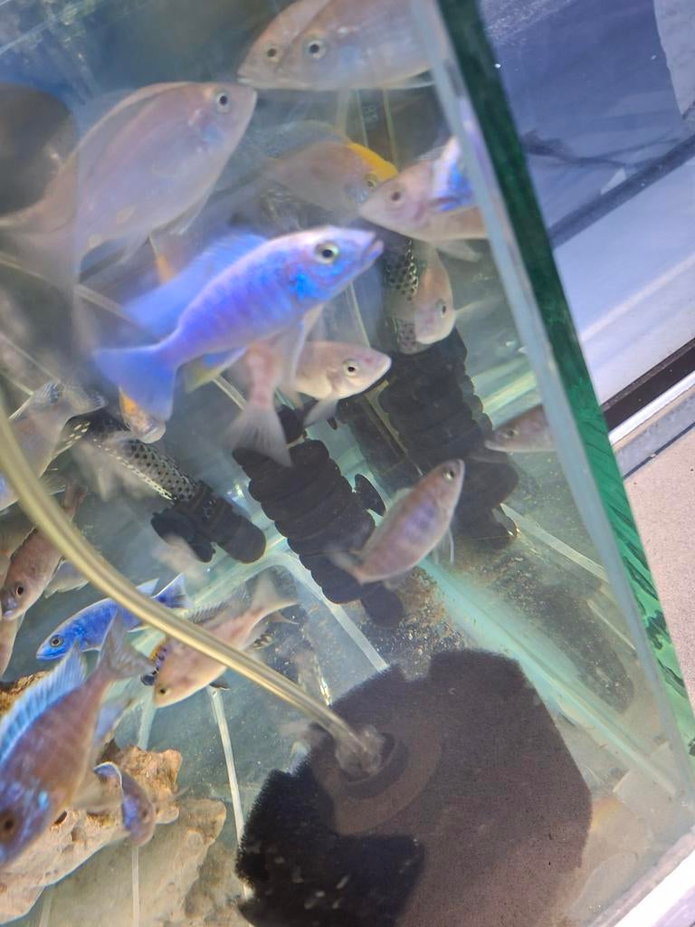 Cichlides malawi sciaenochromis frery ice berg, Animaux & Accessoires