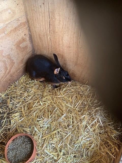 Jonge haaskonijnen,, Dieren en Toebehoren, Konijnen, Meerdere dieren, Middelgroot, 0 tot 2 jaar