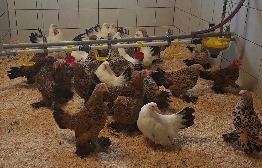 Sabelpoot en Chabo kippen, Animaux & Accessoires, Volatiles, Plusieurs animaux, Poule ou poulet