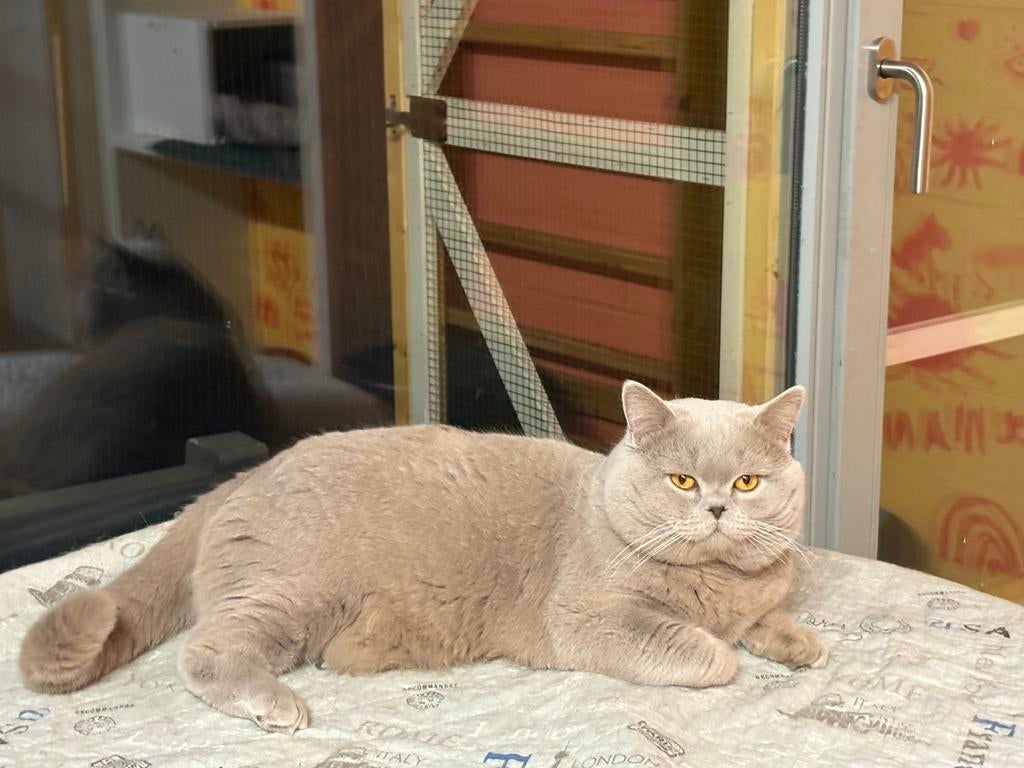 Ch.Kokos Brits korthaar, Dieren en Toebehoren, Katten en Kittens | Raskatten | Korthaar, Kater, Met stamboom, 0 tot 2 jaar