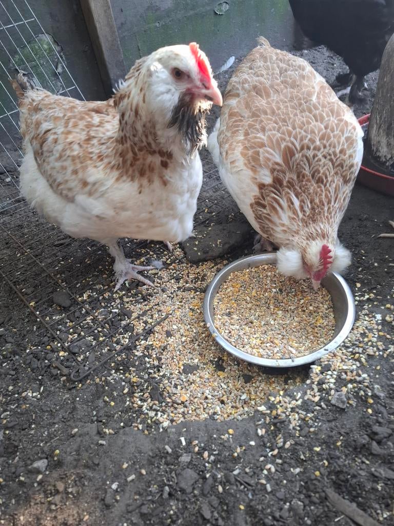 Broedeieren Duitse faverolles, Animaux & Accessoires