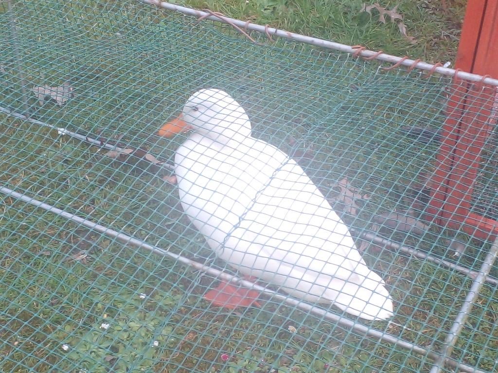 2 eenden woerden, Dieren en Toebehoren, Mannelijk, Eend