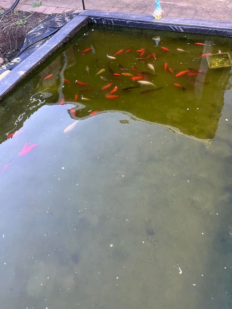 Poisson rouge/ shubunkin, Animaux & Accessoires, Janvier, Plusieurs animaux