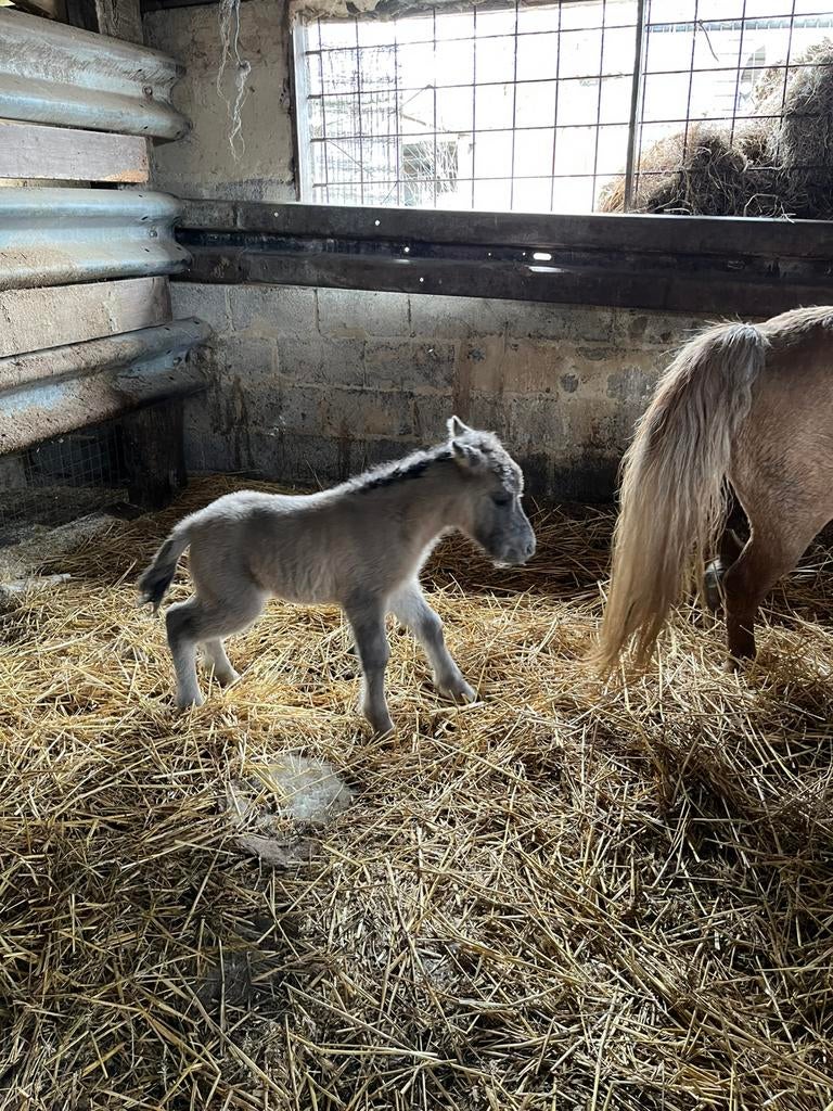 Shetland pony, Dieren en Toebehoren, Pony's, Niet van toepassing, 0 tot 2 jaar, A pony (tot 1.17m), Recreatiepony