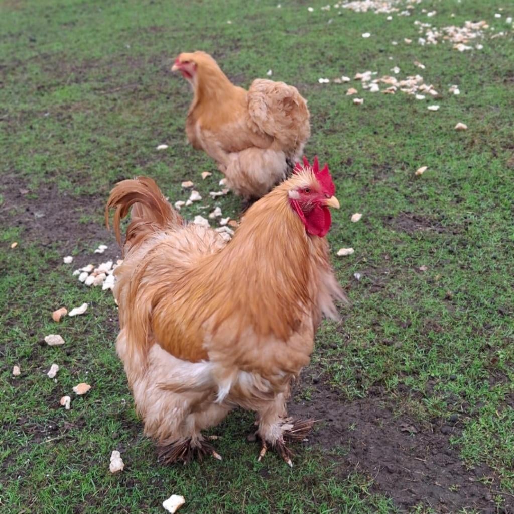 Broedeieren cochin groothoender buff 2€/stuk, Dieren en Toebehoren