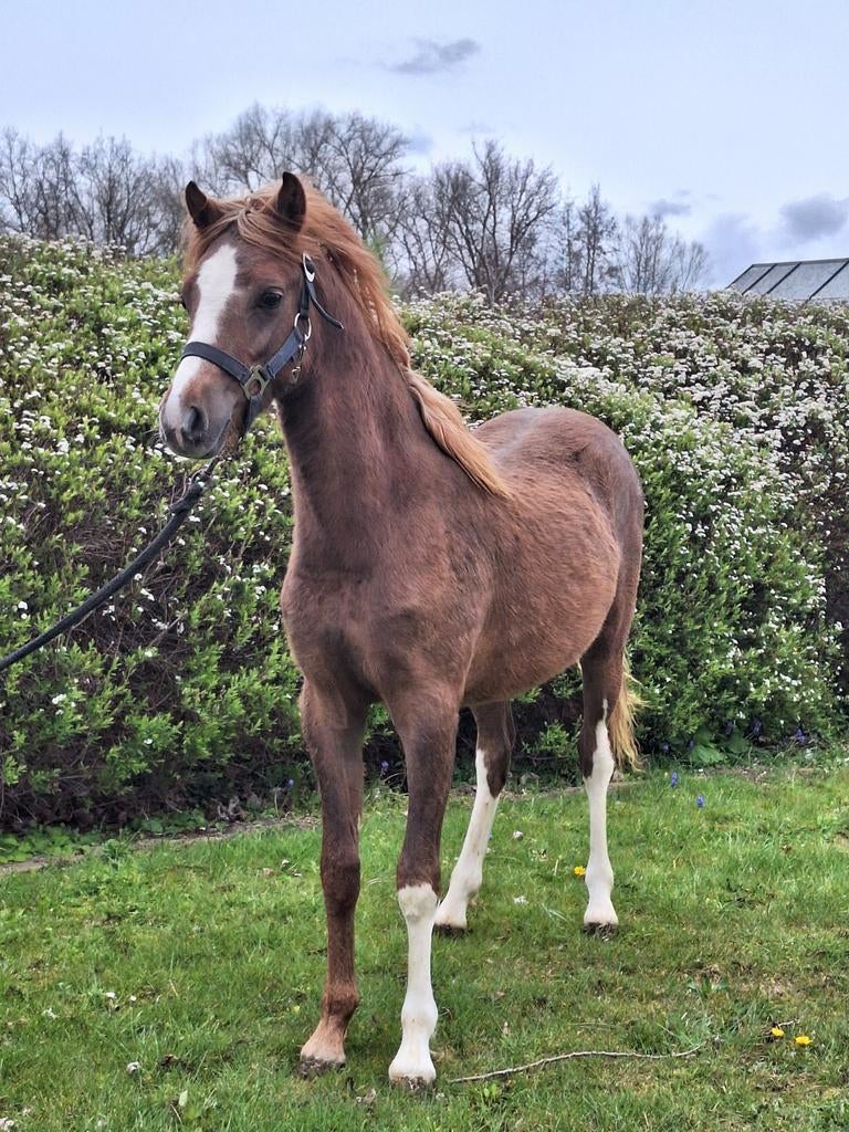 Prachtige welsh jaarling voor de toekomst, Animaux & Accessoires, Poney C (1.27 m à 1.37m), Avec pedigree, Étalon, 0 à 2 ans