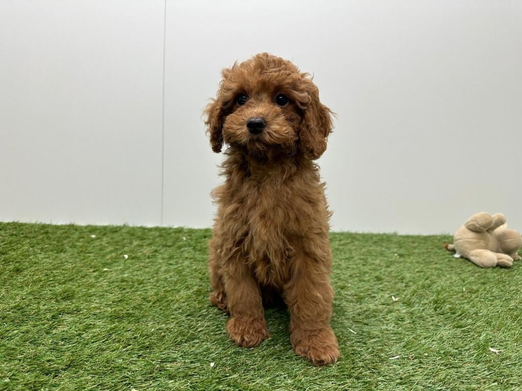 Cavapoo pups, België, 8 tot 15 weken, Parvo, Meerdere