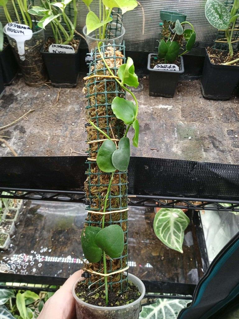 Dischidia platyphylla, Ophalen, Overige soorten, Halfschaduw, In pot