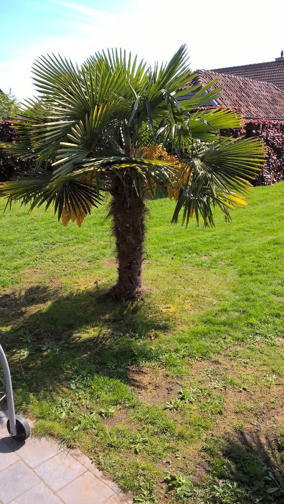 Palmboom Trachycarpus, Tuin en Terras, Ophalen, Lente, Vaste plant, Volle zon