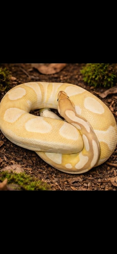 Ballpython#pythonregius#banana#clown, Dieren en Toebehoren, Reptielen en Amfibieën