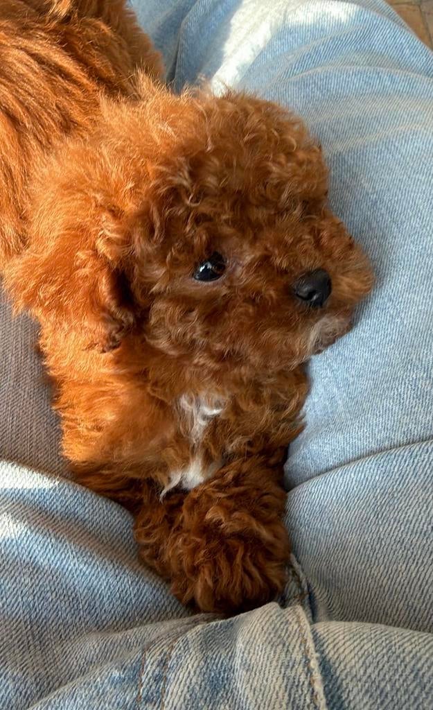 Toypoedel, Poedel, Parvo, België, Fokker | Hobbymatig