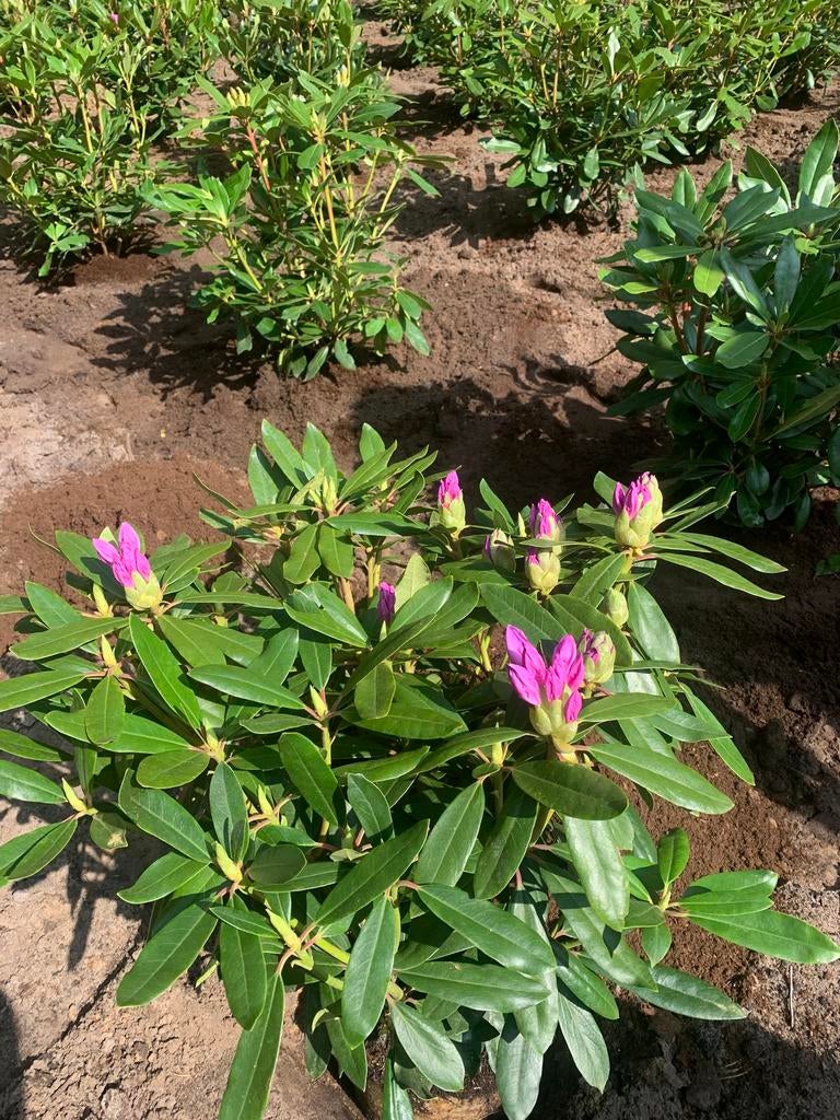 Rhododendro ponticum, Vaste plant, Halfschaduw, Lente, Ophalen