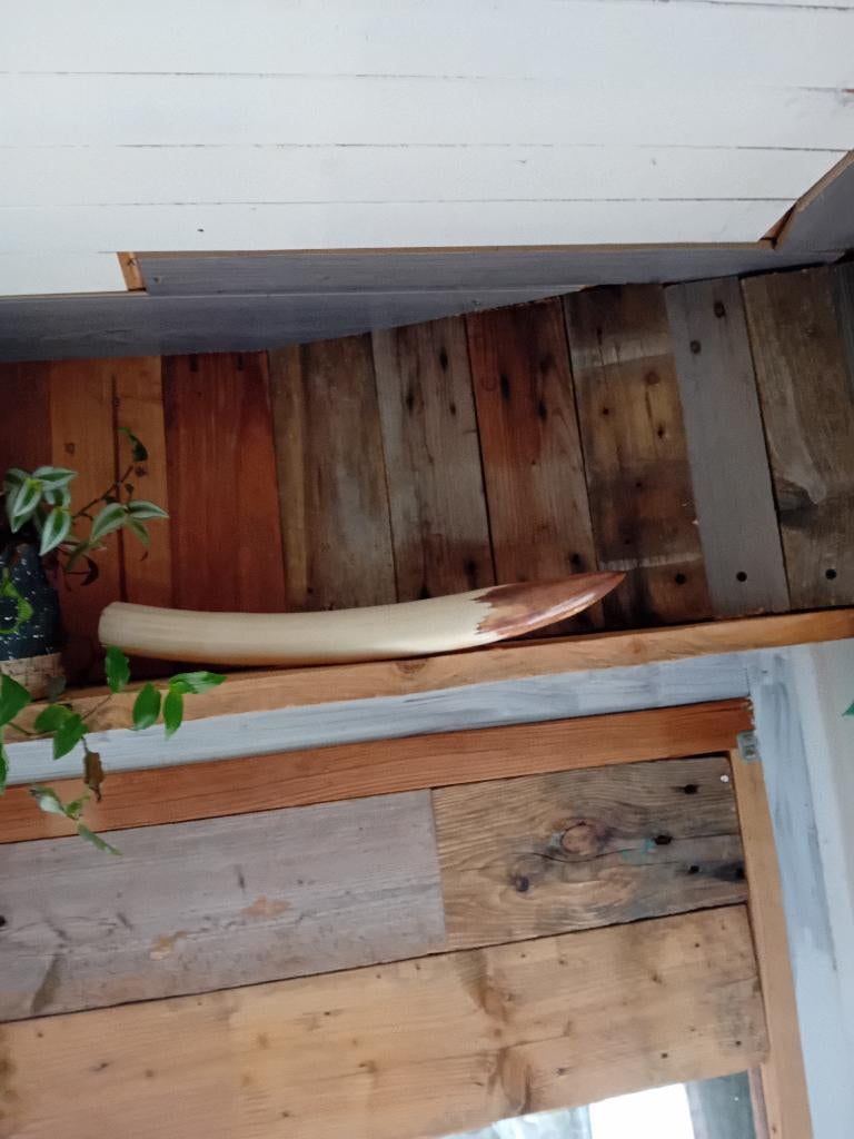 Corne ivoire, Antiquités & Art, Antiquités | Outils & Instruments, Enlèvement ou Envoi