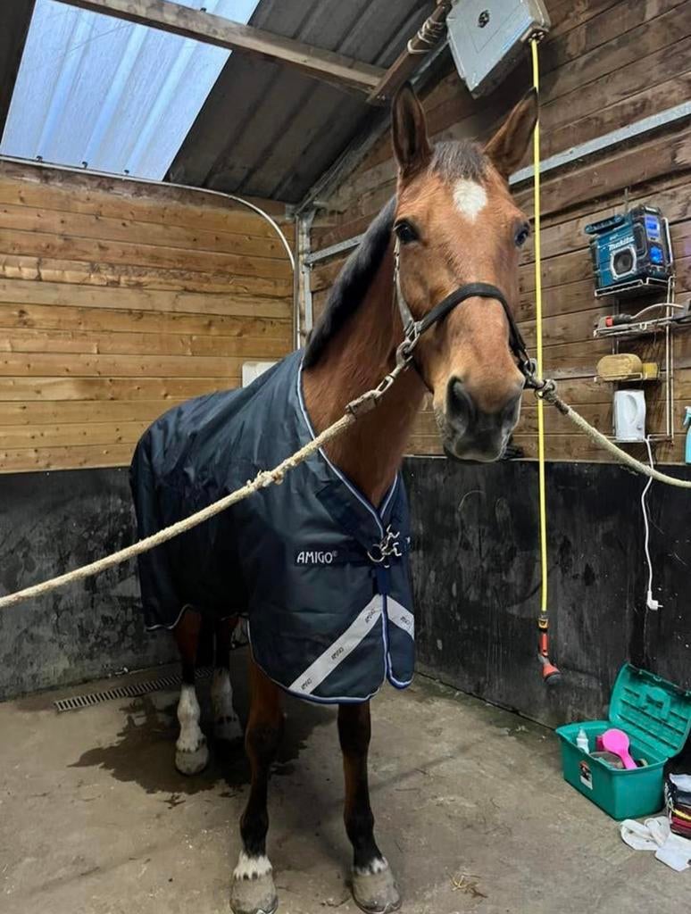 BWP fokmerrie, Jument