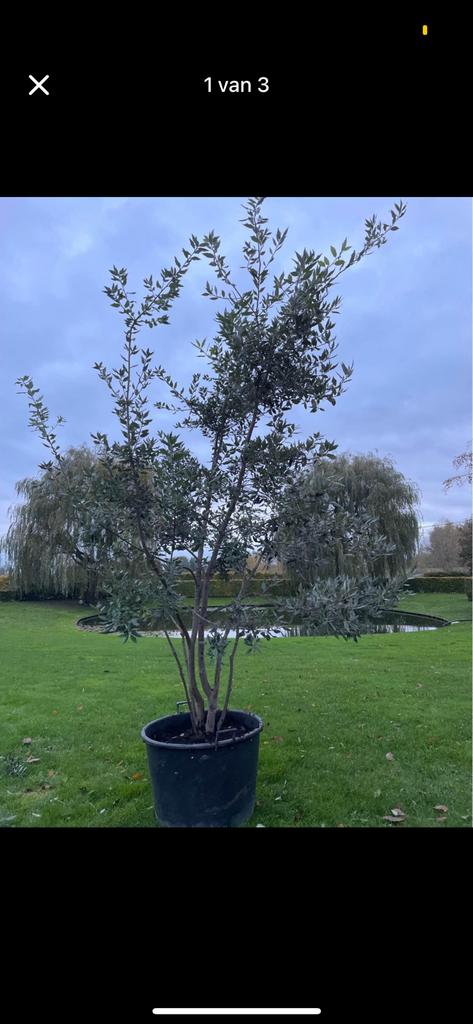 Groenblijvende meerstammige steeneik, Tuin en Terras, Planten | Bomen, Ophalen