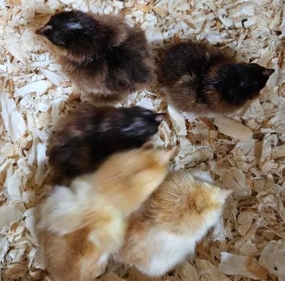 Poussins Orloff, Animaux & Accessoires, Sexe inconnu, Poule ou poulet