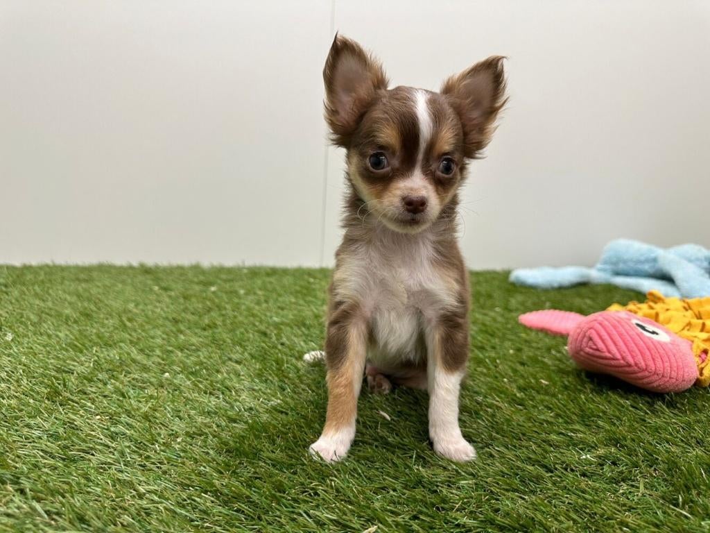 Chiots Chihuahua - petite taille, Animaux & Accessoires, Chiens | Chihuahuas & Chiens de compagnie, Plusieurs animaux, Chihuahua