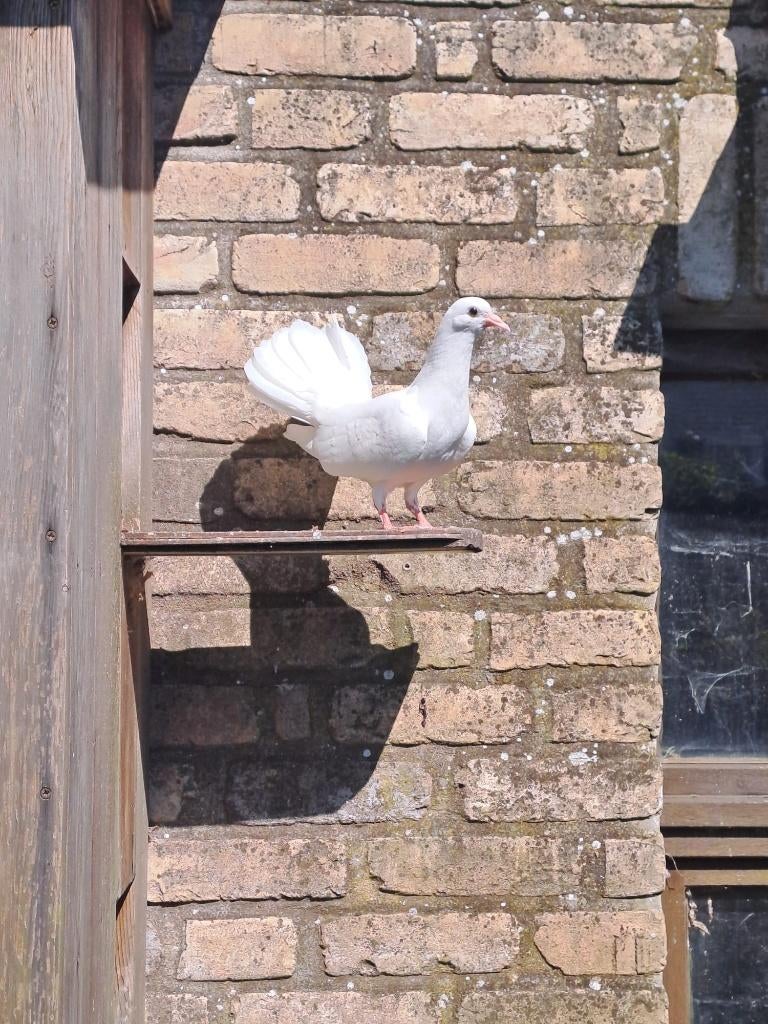 Pauwstraat duifjes., Dieren en Toebehoren, Meerdere dieren, Overige soorten