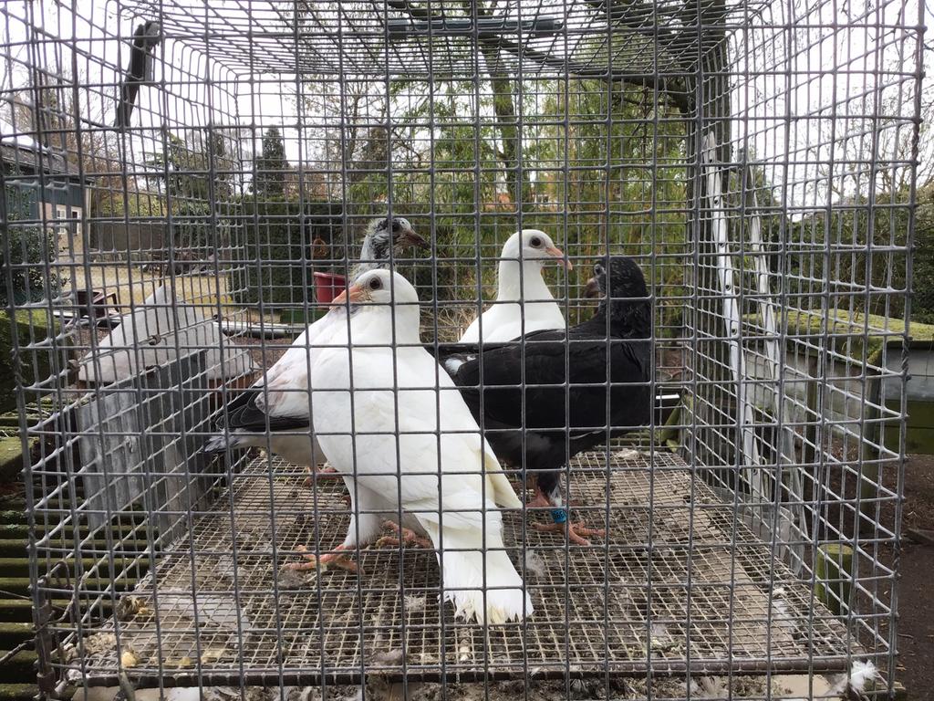 Postduiven, Dieren en Toebehoren