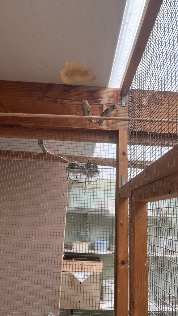 Dennen sijs, Vrouwelijk