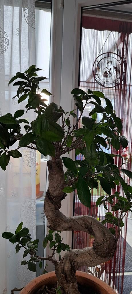 Bonsai ficus, Maison & Meubles, Plantes d'intérieur, Enlèvement, Bonsai