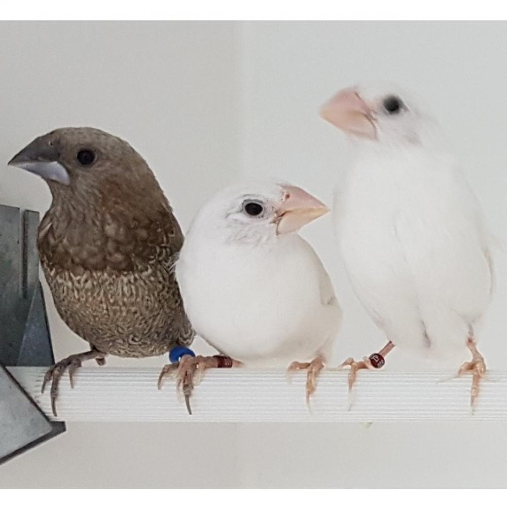 Gezocht: Japanse meeuwtjes, Dieren en Toebehoren, Meerdere dieren, Tropenvogel