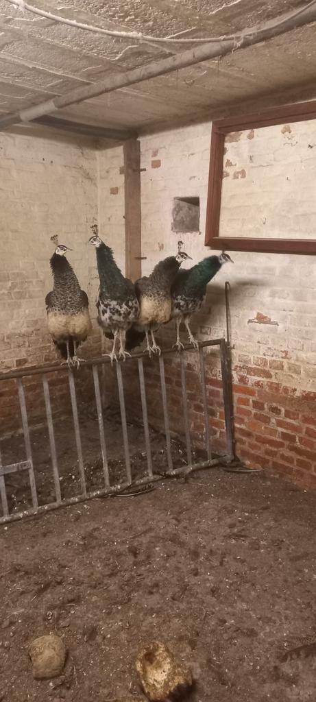 Pauwen, Dieren en Toebehoren