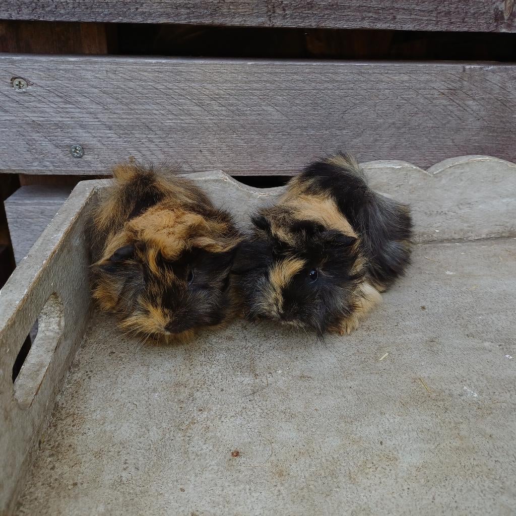 Peruvian cavias beertjes, Dieren en Toebehoren, Knaagdieren, Maart, Mannelijk, Cavia