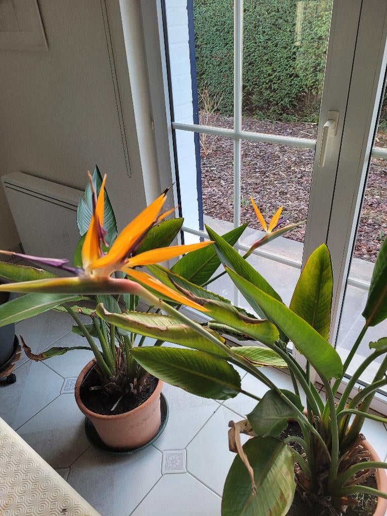 Paradijsvogelplant, Volle zon, Vaste plant, Winter, Ophalen