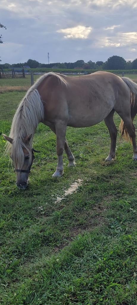 Gedekte haflinger., Dieren en Toebehoren, Merrie