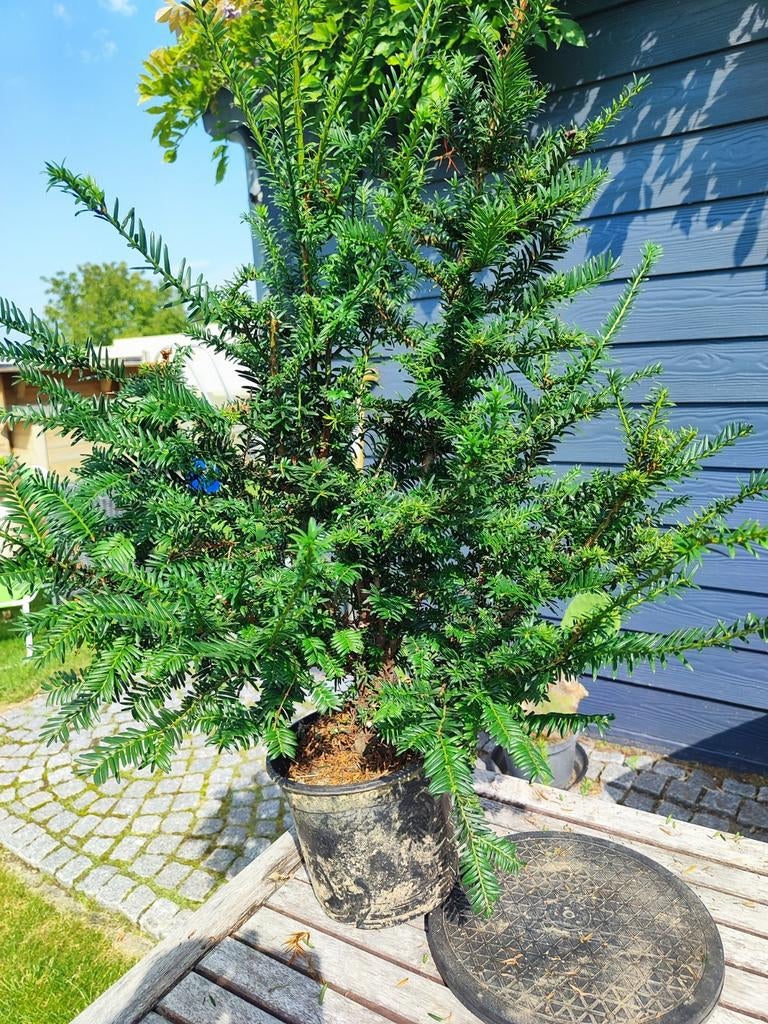 start plant bonsai taxus 2, Ophalen, In pot