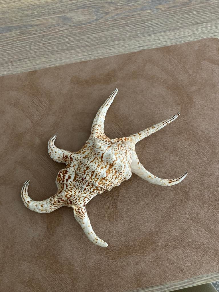 Harpago chiragra 24 cm, Strombidae, coquillage,, Enlèvement ou Envoi, Coquillage(s)