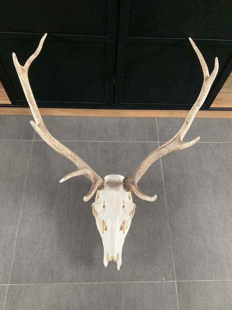ANCIEN PETIT TROPHEE De CHASSE MASSACRE DAGUET VENNERIE NATURALISATION Sur Bois Imgx1200 8985
