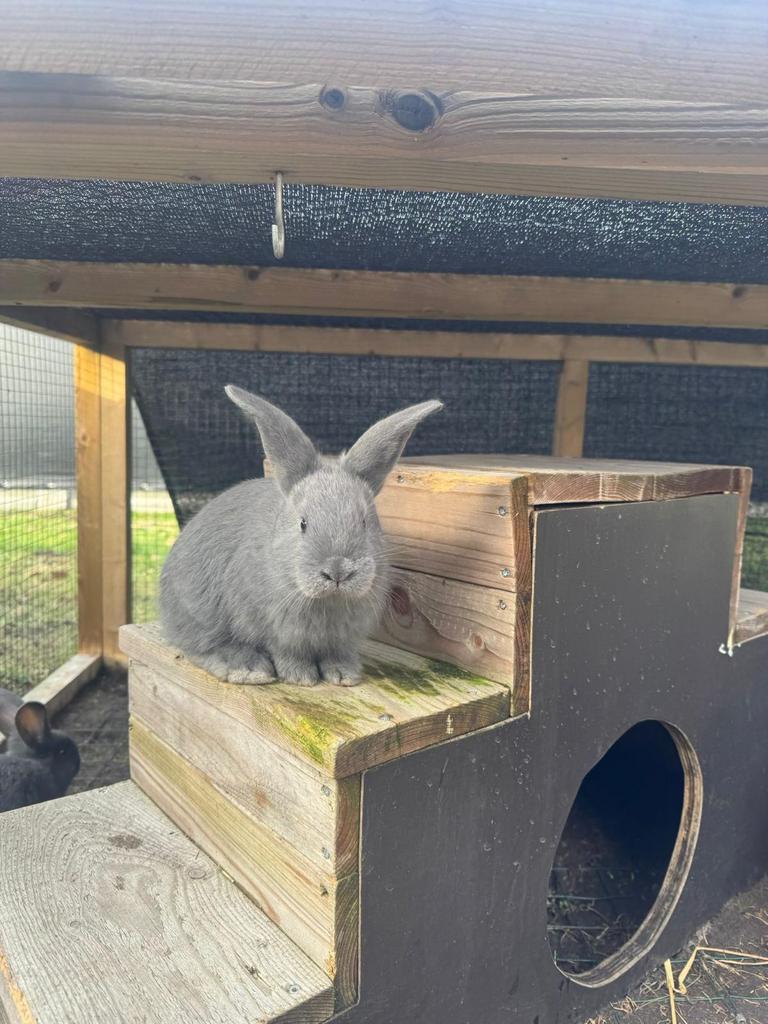 Blauw Van Ham, Dieren en Toebehoren, Konijnen, Meerdere dieren, Middelgroot, 0 tot 2 jaar