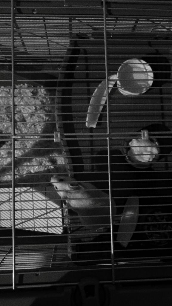 Hamster te koop, Dieren en Toebehoren, Knaagdieren, Hamster, Juli, Vrouwelijk, Tam