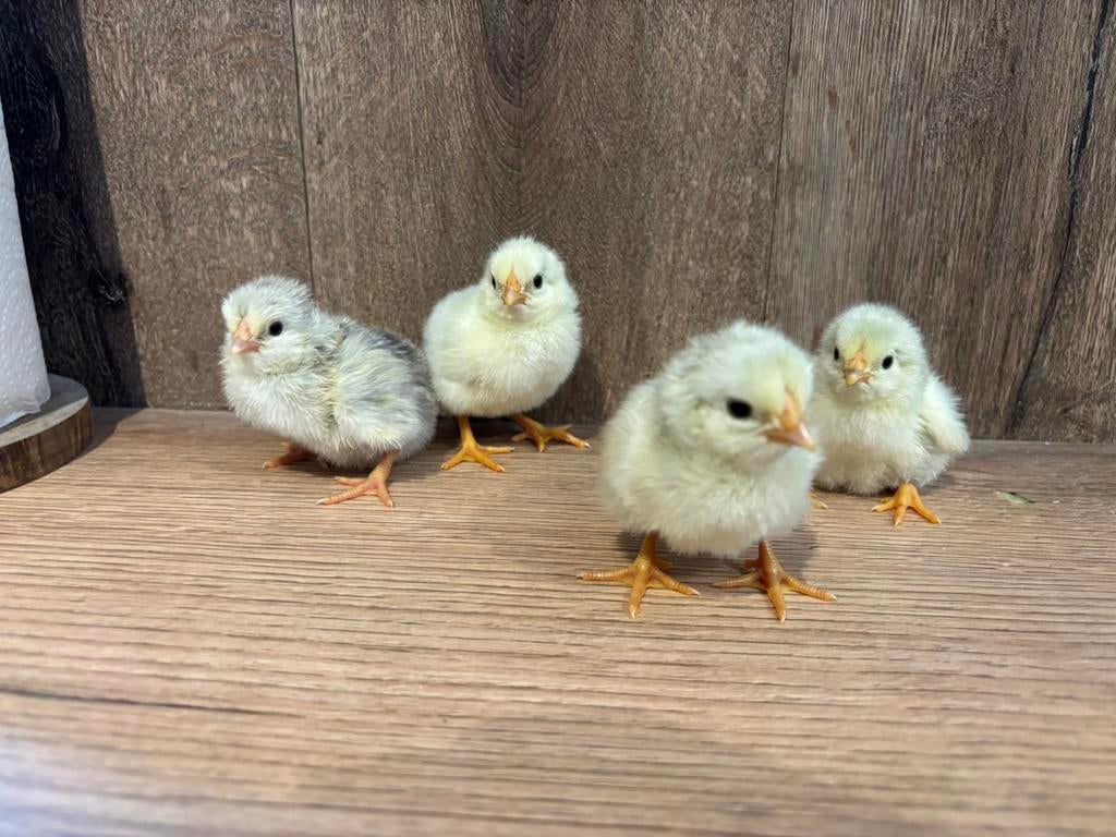 Kuikens te koop, Dieren en Toebehoren