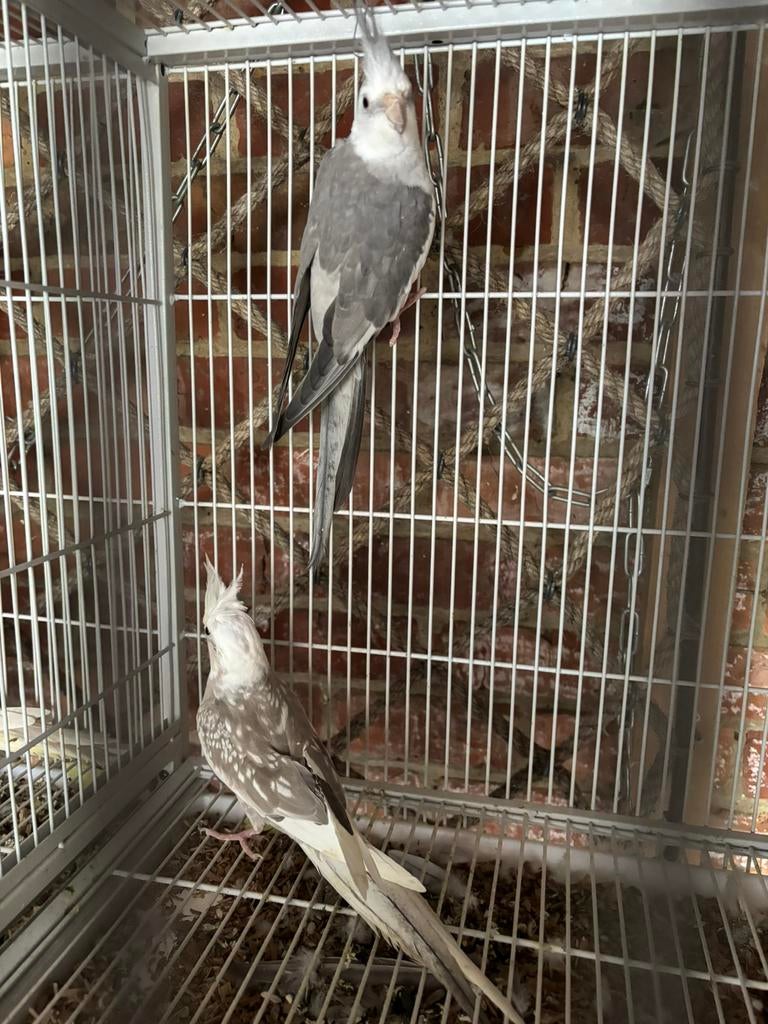 Valkparkiet met kooi, Dieren en Toebehoren