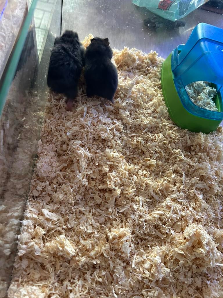 Hamster, Dieren en Toebehoren, Knaagdieren, Hamster, Maart, Vrouwelijk, Tam