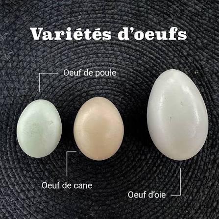 Recherches divers oeufs fecondés, Animaux & Accessoires, Plusieurs animaux