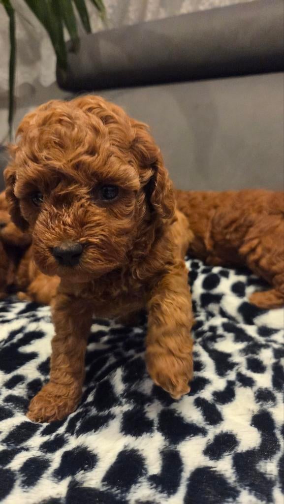 Toy / dwerg poedel pups te koop, Dieren en Toebehoren, Poedel, België, Fokker | Hobbymatig, 8 tot 15 weken