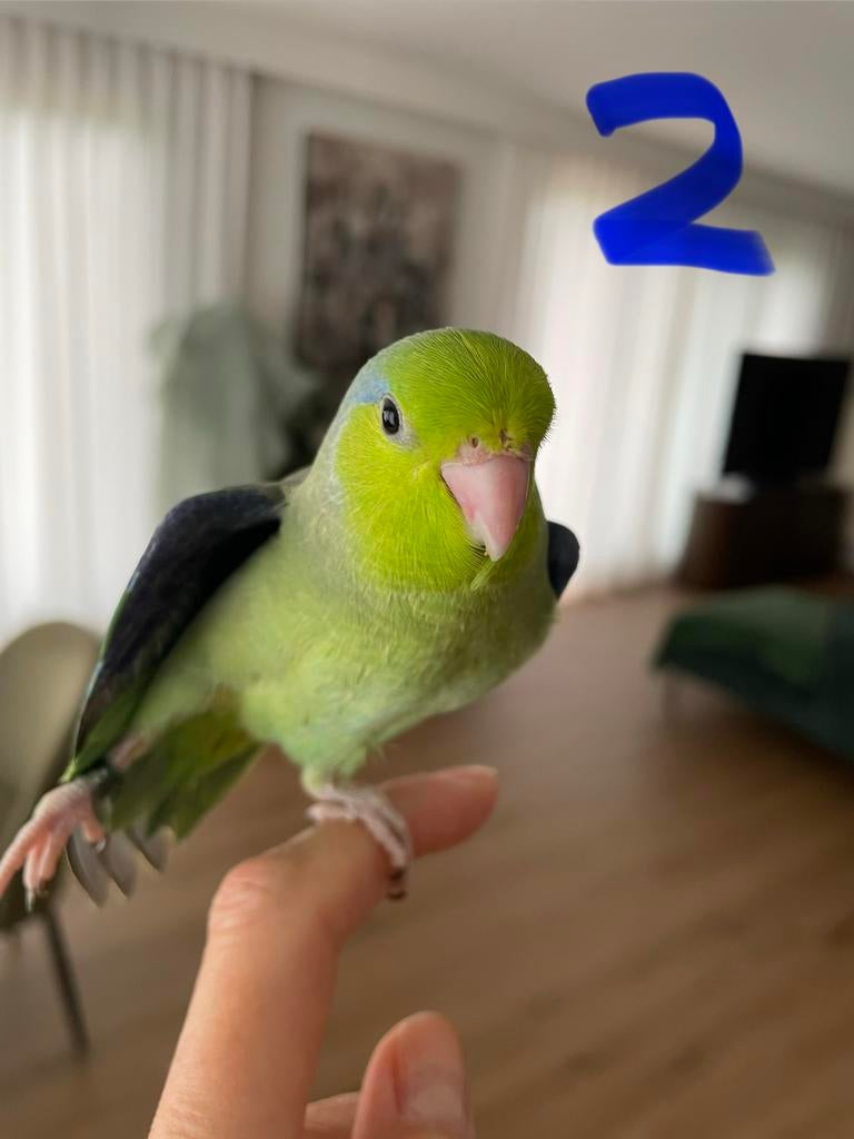 Baby forpus | Forpus kuikens. Zijn gewend aan de hand, Geringd