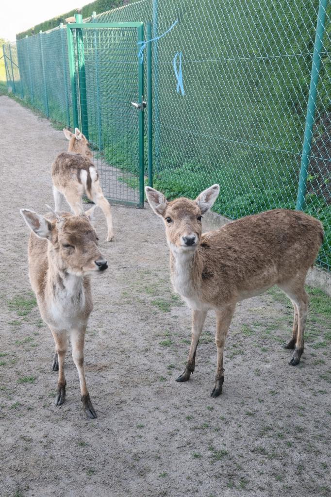 3 herten te koop, Dieren en Toebehoren, Overige Dieren, Juli, Meerdere dieren