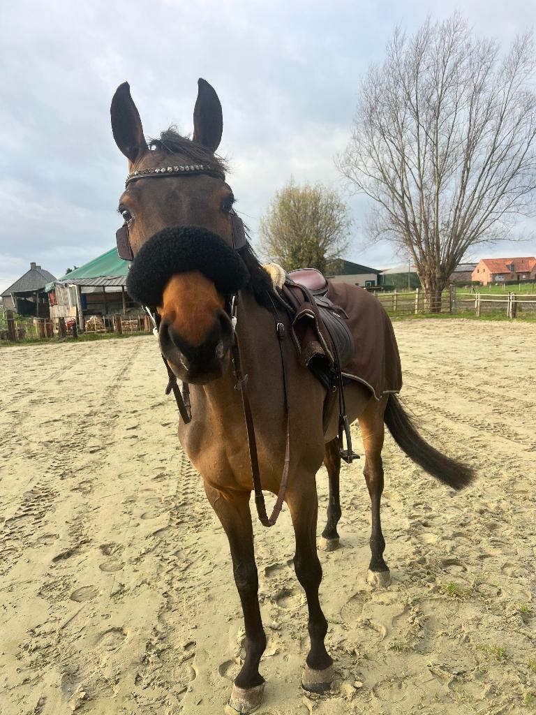 6 jarige ruin te koop, Dieren en Toebehoren, Met stamboom, Springpaard, Ruin, 3 tot 6 jaar