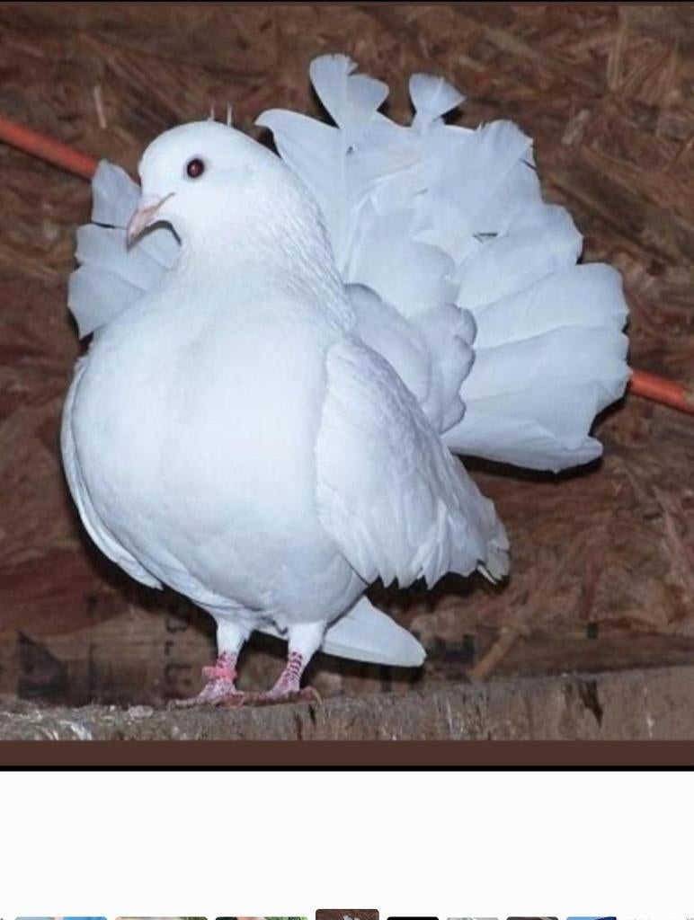 queue de paon français fantail de Rouen, Dieren en Toebehoren, Vogels | Duiven, Overige soorten, Meerdere dieren