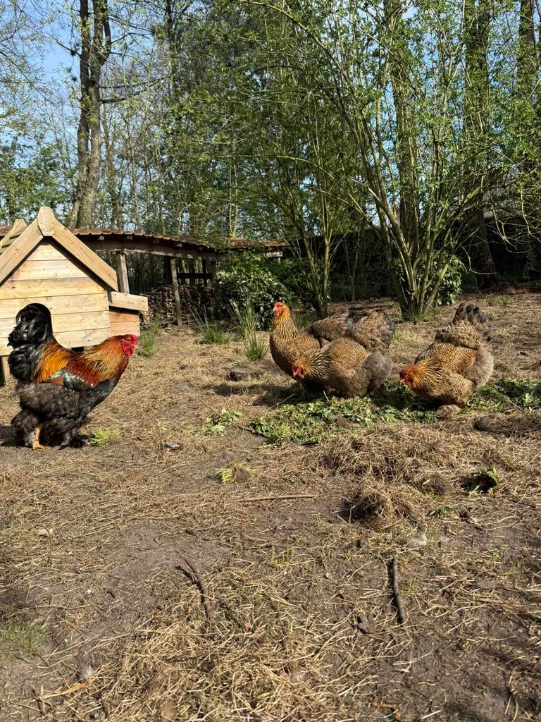 Brahma goudpatrijs broedeieren, Animaux & Accessoires, Volatiles